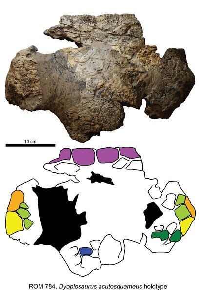Holotype skull
