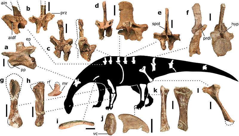 Representative bones of Pulanesaura eocollum
