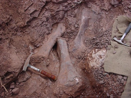 Spion Kop quarry. Tibiae and ischium in situ. Photograph by MFB.