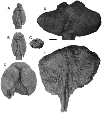 Tail club of Dyoplosaurus compared to other ankylosaurid tail clubs
