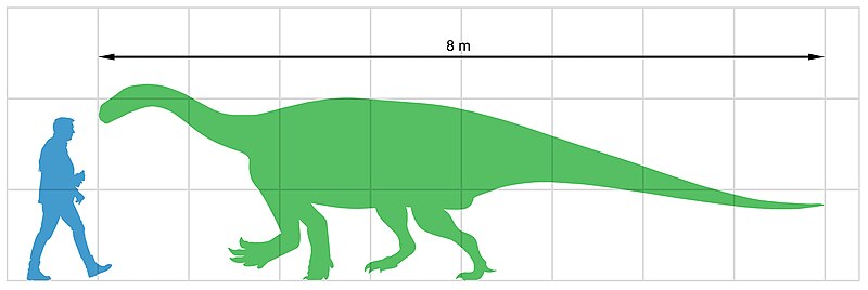 Size of Antetonitrus compared to human.