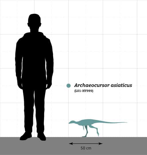  Size comparison of the holotype specimen (L01-HY999) of Archaeocursor asiaticus