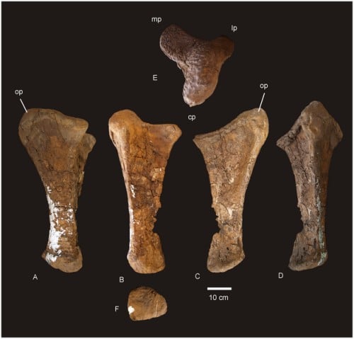 Ulna of Diamantinasaurus matildae.