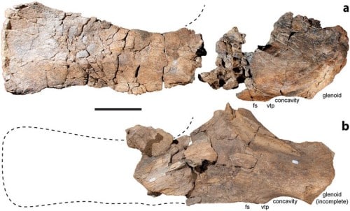 Scapulae of Diamantinasaurus matildae
