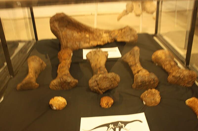 Diamantinasaurus foot