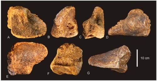 Astragalus of Diamantinasaurus matildae.