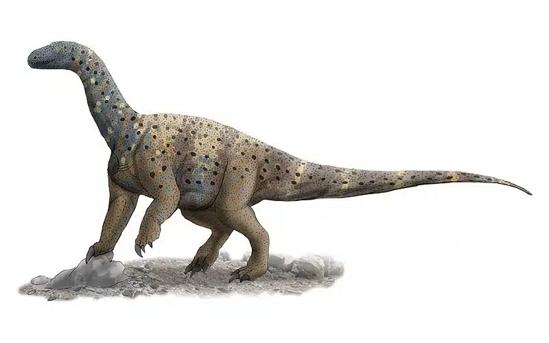 A reconstruction of Antetonitrus