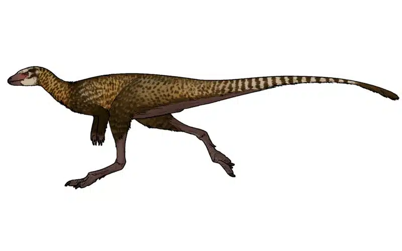 Archaeocursor, an Early Jurassic herbivore from China, unveils fascinating insights into ornithischian evolution. Learn about its life 190.0 million years ago.