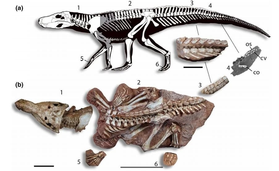 Discover Aphaurosuchus, a baurusuchid crocodile from Late Cretaceous Brazil, known for its unique weak bite. 