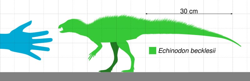 Size comparison of the Lower Cretaceous British heterodontosaur Echinodon
