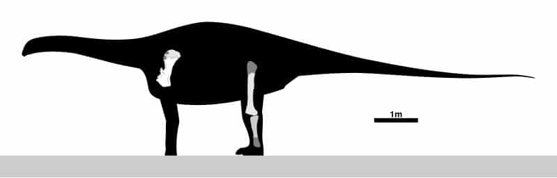 Skeletal diagram of Rayososaurus, showing the holotype MACN-N 41.
