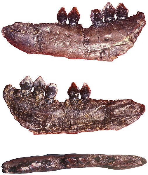 Dentary of Echinodon becklesii from the Lower Cretaceous Purbeck Formation of England.