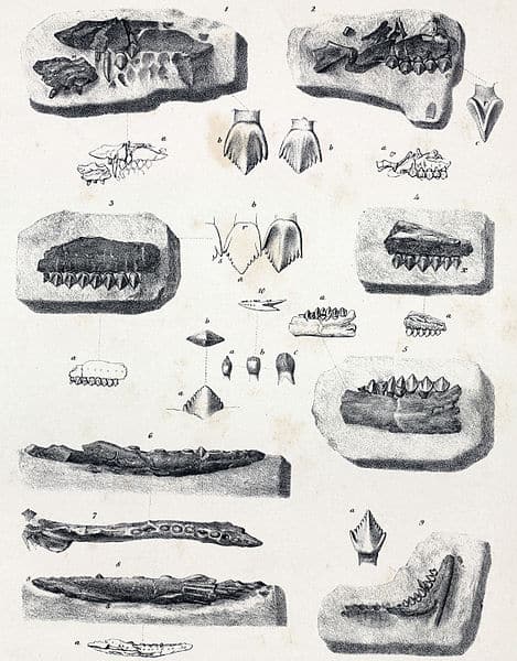 Teeth and jaw fragments referred to Echinodon, NHMUK 48209 to 48215