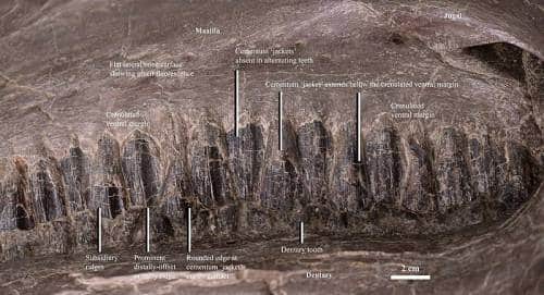 Teeth of the holotype
