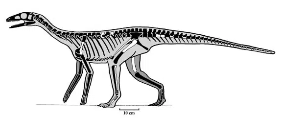 Eucoelophysis skeleton