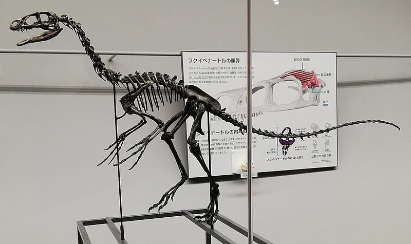 Fukui Prefectural Dinosaur Museum