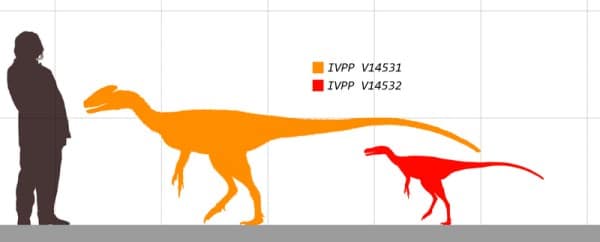 Sizes of both specimens of Guanlong Wucaii