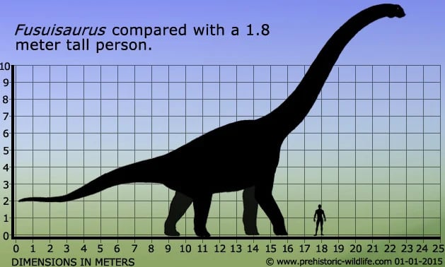 Fusuisaurus size