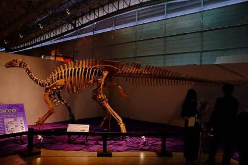 Equijubus normani skeleton