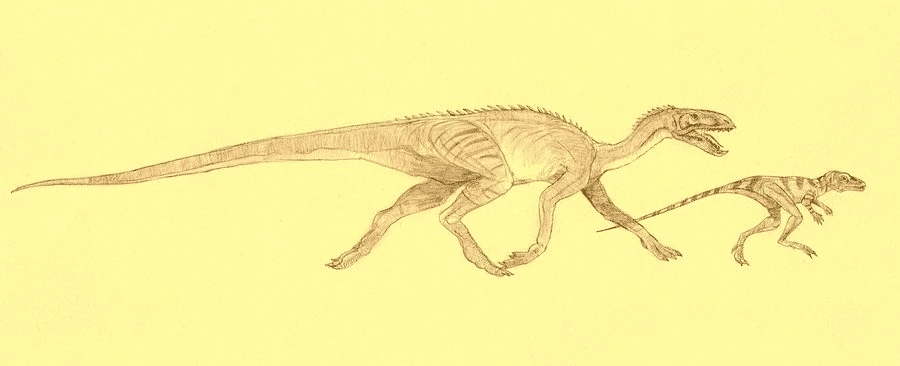 Eucoelophysis
