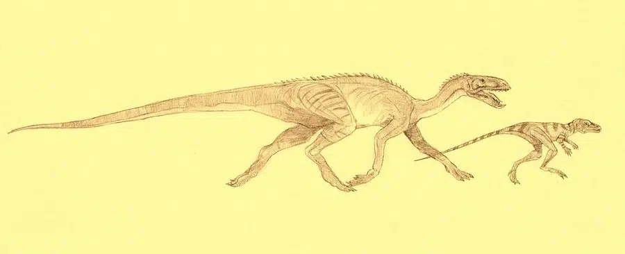 Eucoelophysis