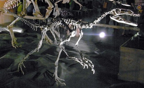 Mounted skeleton of Guanlong wucaii.