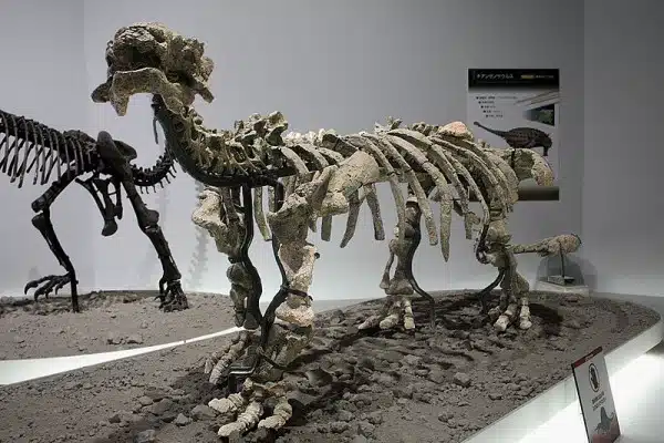 Reconstructed skeleton mount of T. youngi