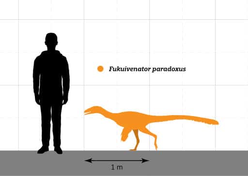 Fukuivenator Size Comparison