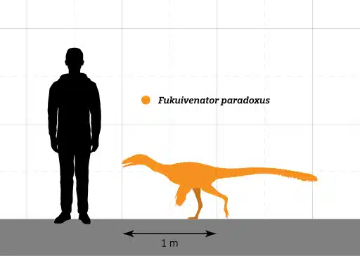 Fukuivenator Size Comparison