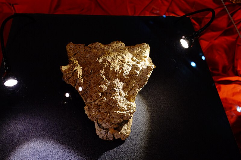 Tianzhenosaurus skull in Japan