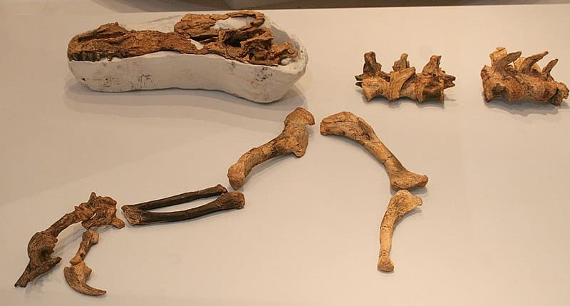 Guanlong fossil
