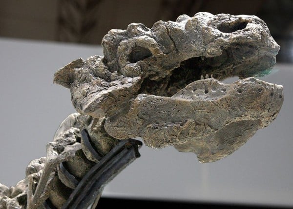 Reconstructed skull of T. youngi