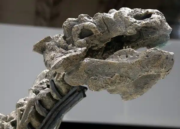 Reconstructed skull of T. youngi