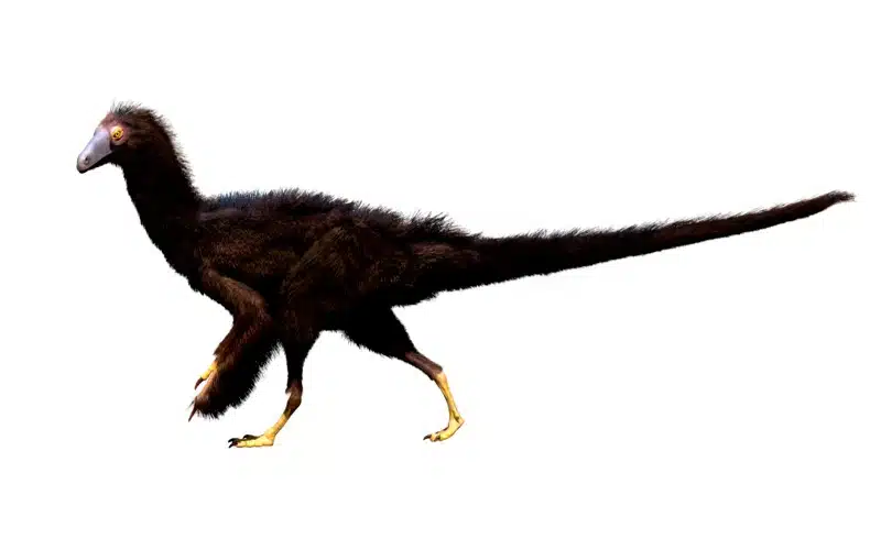 Discover Fukuivenator, the omnivorous hunter from Early Cretaceous Japan. Learn about its origins, fossils, and more.