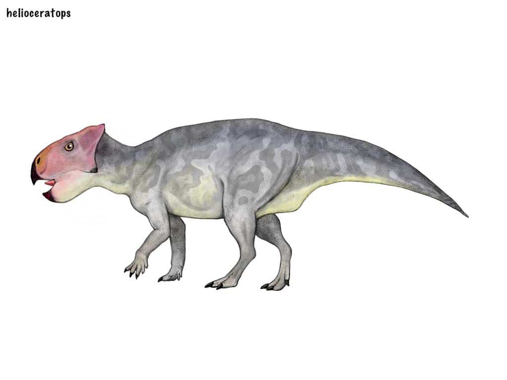 Helioceratops