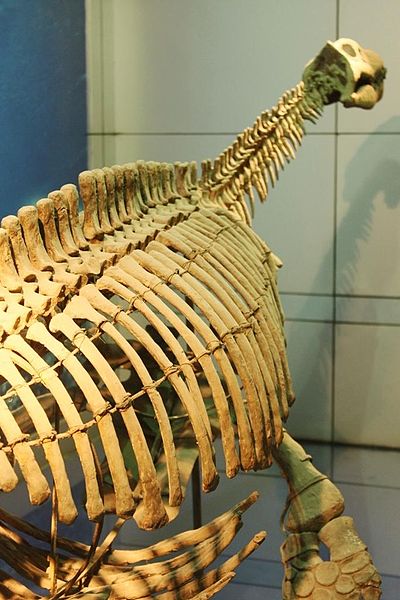 Bishanopliosaurus youngii