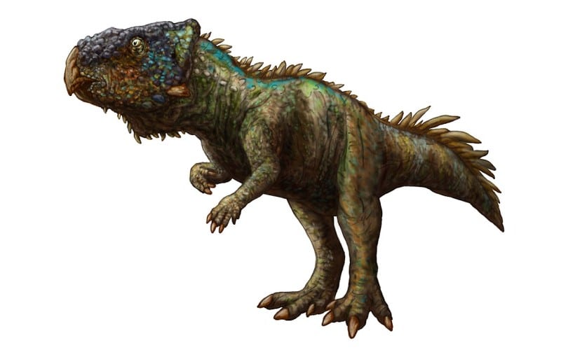 Discover Helioceratops, a small ceratopsian from Cretaceous China. Learn about its fossils, habitat, and contemporary dinosaurs.