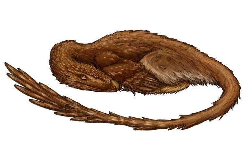 Discover Archaeornithoides, a small, bird-like dinosaur from the Late Cretaceous Period found in Mongolia.