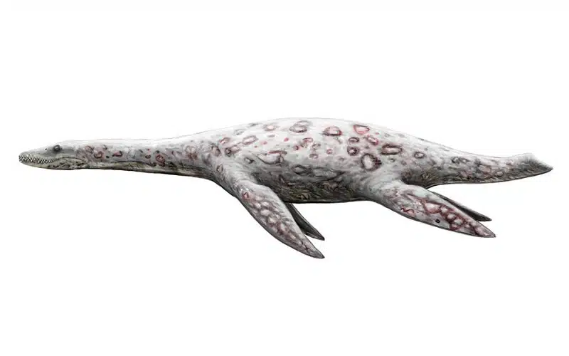 Discover Bishanopliosaurus, a Carnivorous Plesiosaur from Early to Middle Jurassic China. Learn about its unique features, habitat, and contemporaries.