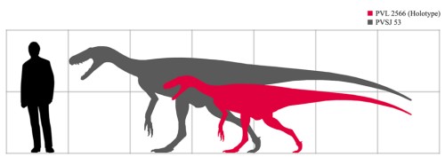 Scale diagram of Herrerasaurus ischigualastensis, compared in size with a human