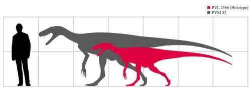 Scale diagram of Herrerasaurus ischigualastensis, compared in size with a human