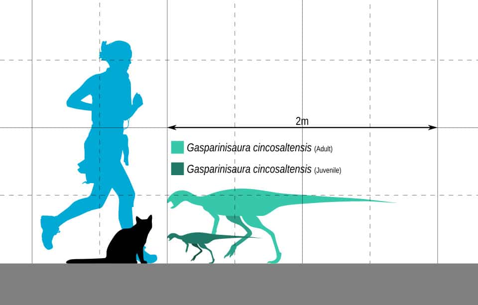 Size comparison of Gasparinisaura
