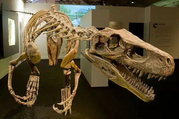 Skeleton replica at a special exhibition of the Naturmuseum Senckenberg