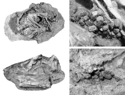 The ornithopod dinosaur Gasparinisaura cincosaltensis Coria and Salgado, 1996 from the Late Cretaceous Anacleto Formation of Patagonia, MCSPv 111
