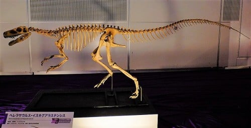 Skeleton of Herrerasaurus