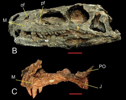 Skull of Herrerasaurus (PVSJ 407) in left lateral view (B) Left maxilla of Herrerasaurus (PVSJ 053) in lateral view (C)