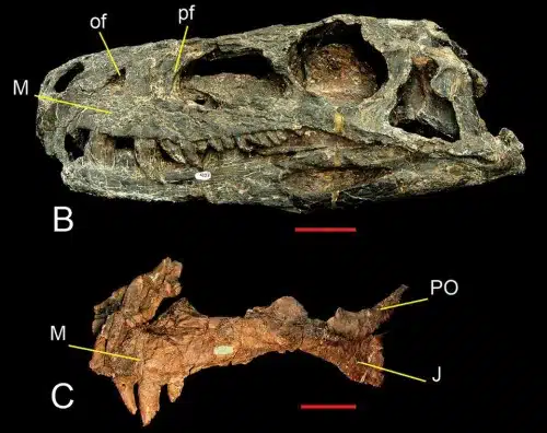 Skull of Herrerasaurus (PVSJ 407) in left lateral view (B) Left maxilla of Herrerasaurus (PVSJ 053) in lateral view (C)