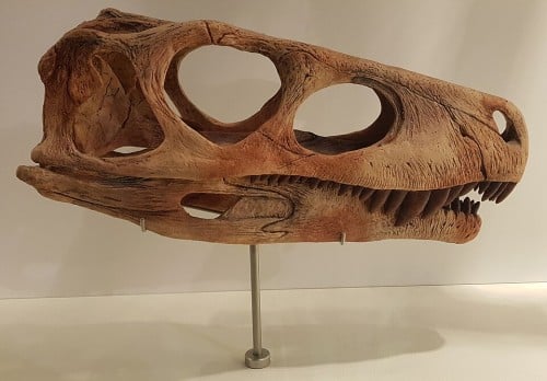 Herrerasaurus skull cast at the Melbourne Museum