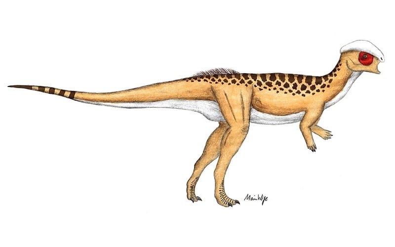 Discover Hanssuesia, a Late Cretaceous Pachycephalosaur from Canada. Learn about its fossils, size, and environment.