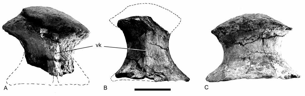 Caudal vertebrae
